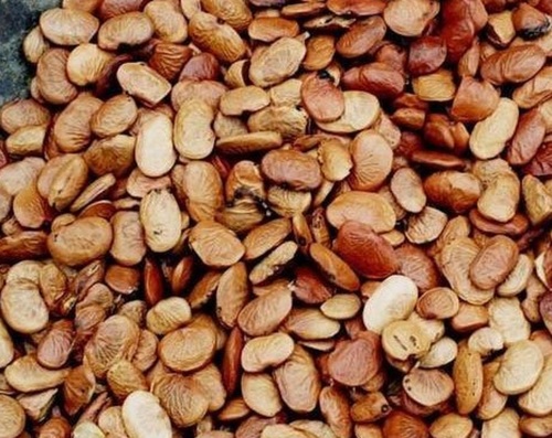 Honge seeds (Karanja/Pongamia) from Karnataka