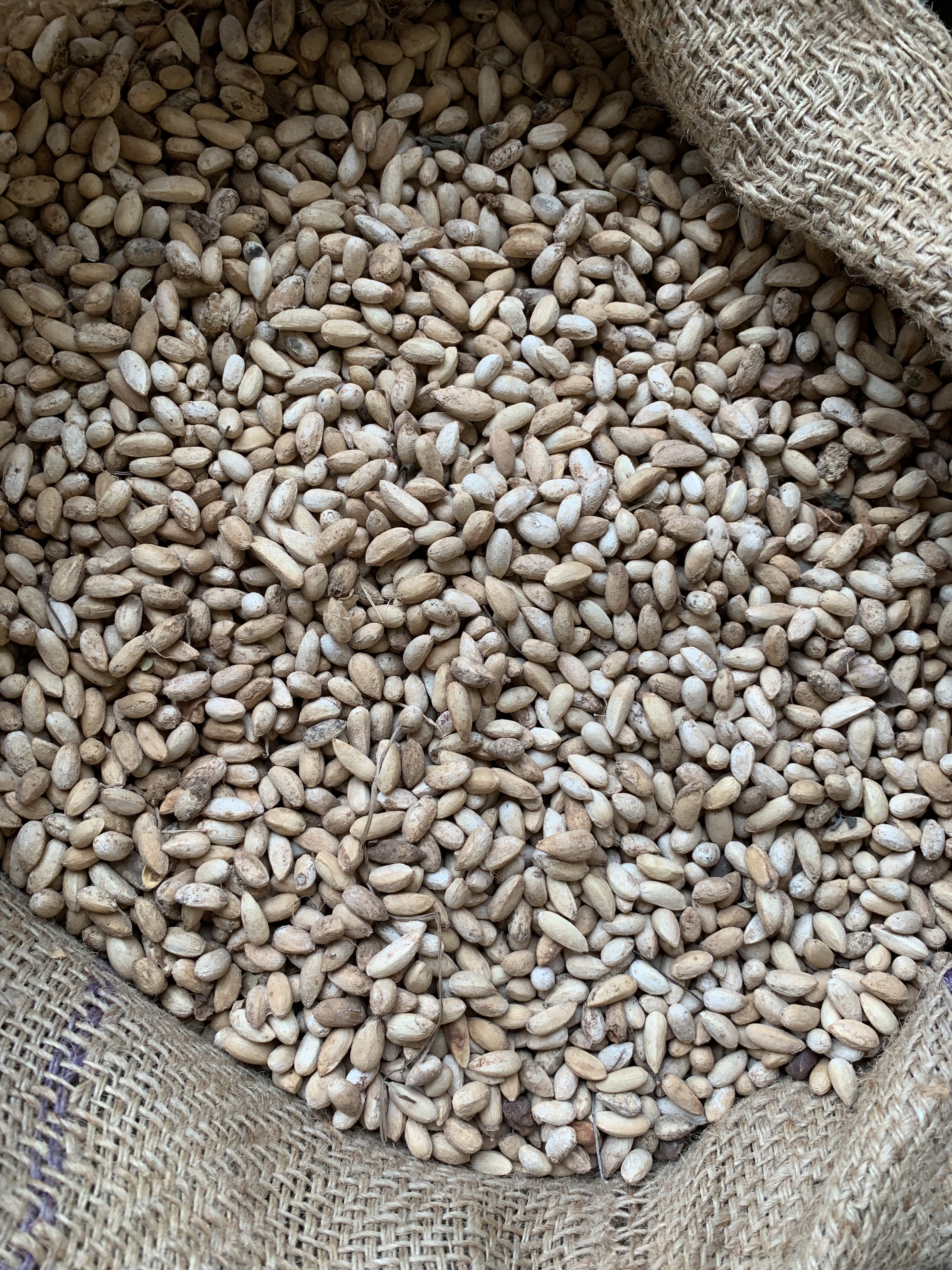 Neem seeds hand-collected from villages near Mysore