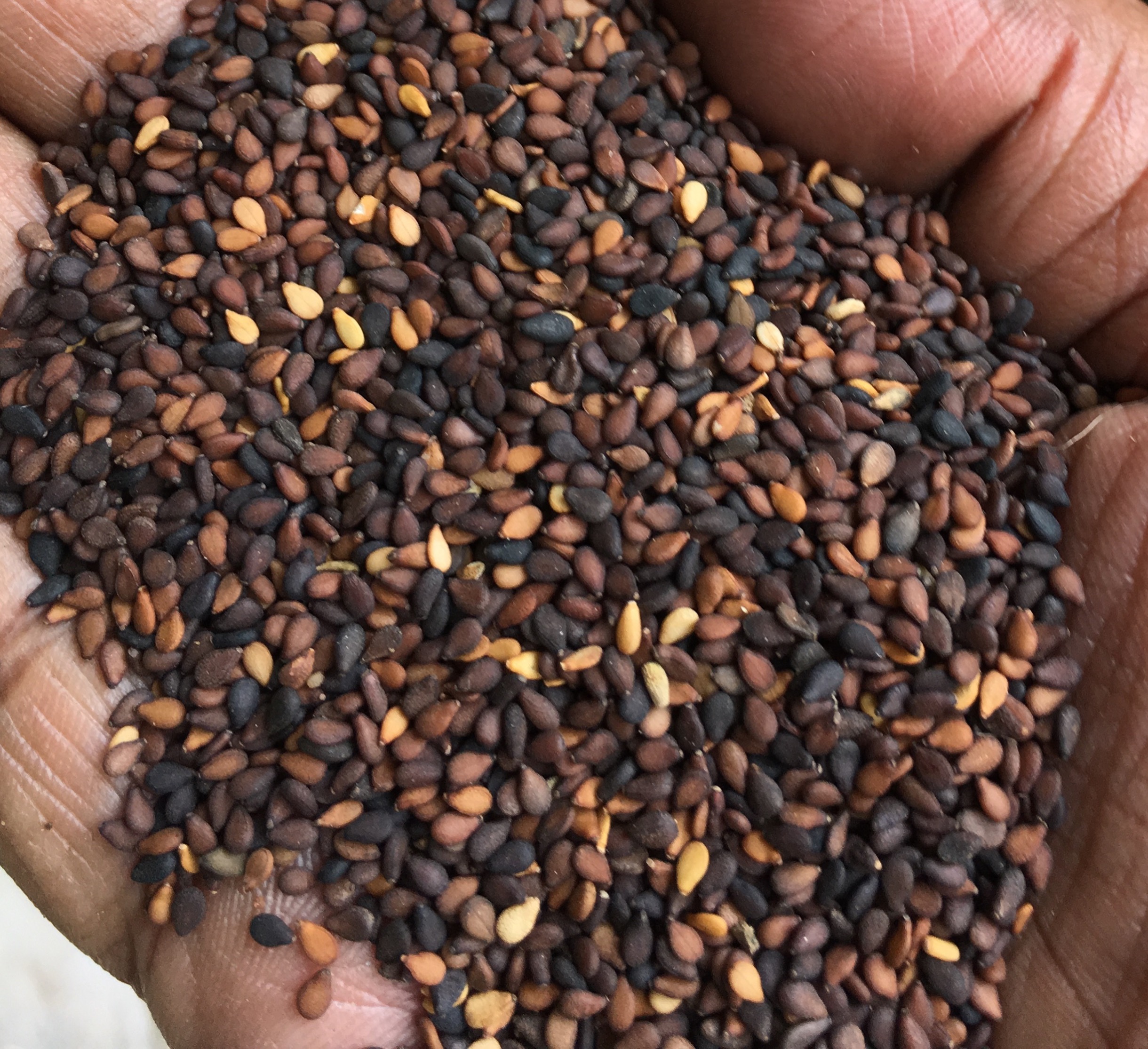 Premium sesame seeds from Mysore, Karnataka